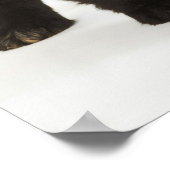Newfoundlandpuppy, studio shot poster (Hoek)