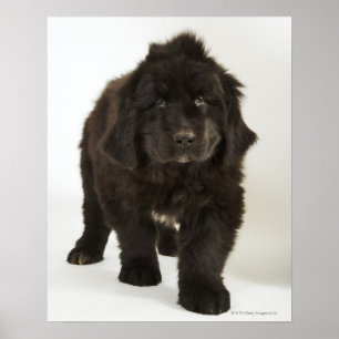 Newfoundlandpuppy, studio shot poster