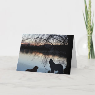 Newfounland dog Greeting Kaart