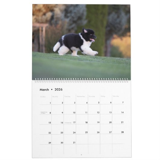 Newfy Baby Kalender (Mar 2026)
