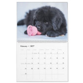 Newfy Baby Kalender (Feb 2027)