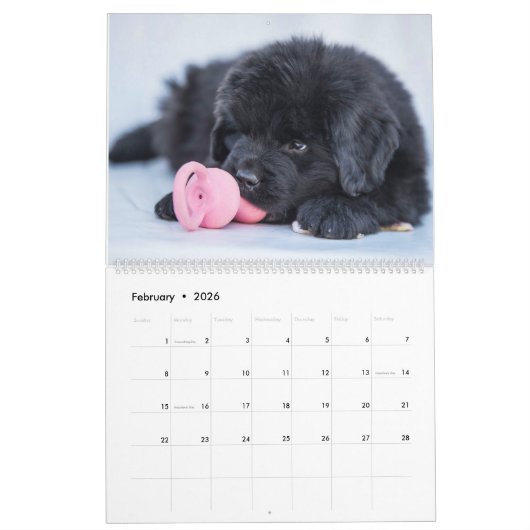 Newfy Baby Kalender (Feb 2026)