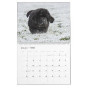 Newfy Baby Kalender (Jan 2026)