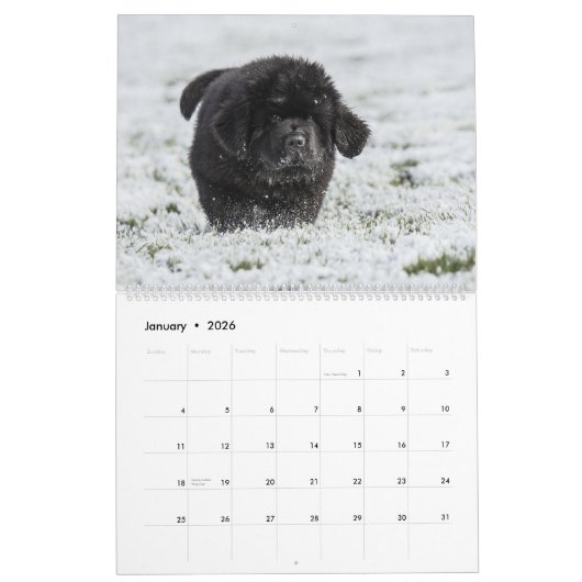 Newfy Baby Kalender (Jan 2026)
