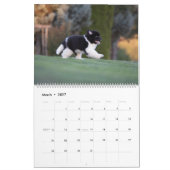 Newfy Baby Kalender (Mar 2027)