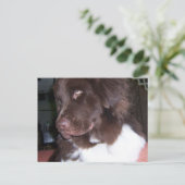 Newfy Briefkaart (Staand voorkant)