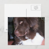 Newfy Briefkaart (Voorkant / Achterkant)