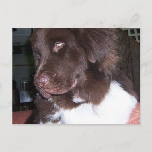 Newfy Briefkaart (Voorkant)