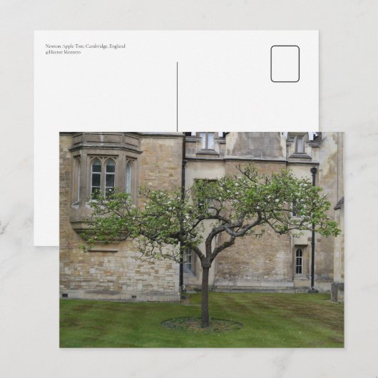 Newton Apple Tree, Cambridge, Verenigd Koninkrijk Briefkaart (Voorkant / Achterkant)