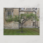 Newton Apple Tree, Cambridge, Verenigd Koninkrijk Briefkaart (Voorkant)