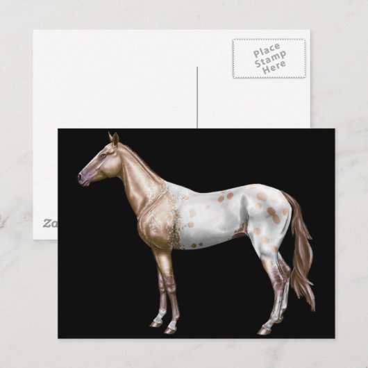 Nez Perce Horse Briefkaart (Voorkant / Achterkant)