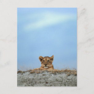 Ngorongoro Crater, Tanzania Briefkaart