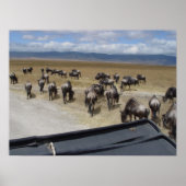 Ngorongoro Wildebeest Poster (Voorkant)