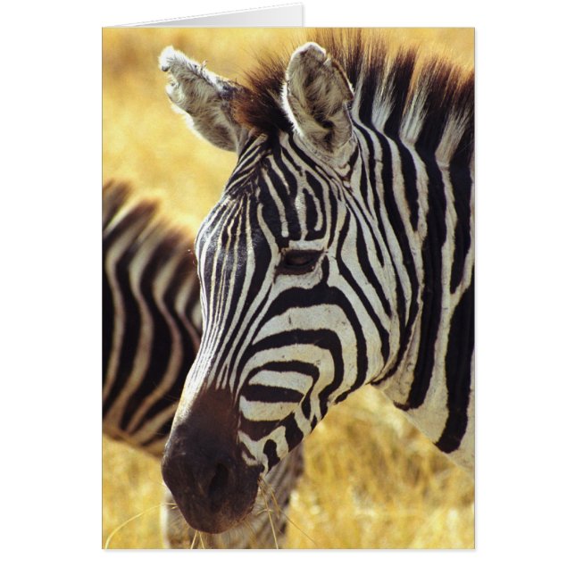 Ngorongoro Zebra (Voorkant)