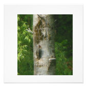 NH Gnarled Tree Foto Afdruk (Voorkant)