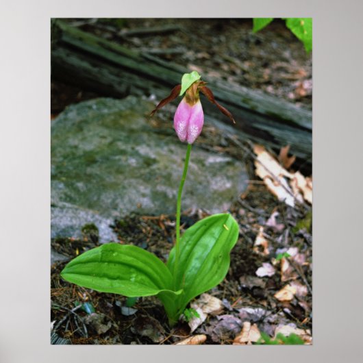 NH Roze Lady Slipper (Cypridedium Acaule) 16x20 Poster (Voorkant)