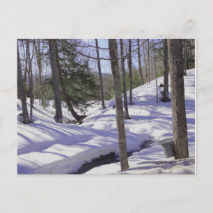 NH Sap Buckets Briefkaart