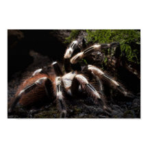 Nhandu Chromatus Braziliaans Rood & White Tarantul