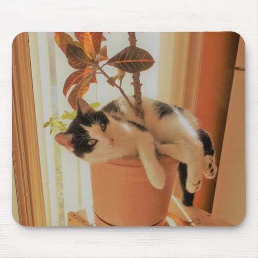 Nibbler vangt muismat (Voorkant)