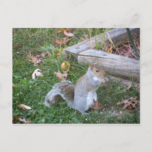 Nibbling Squirrel Briefkaart (Voorkant)