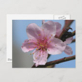 Nice Raspberry Bloom Briefkaart (Voorkant / Achterkant)