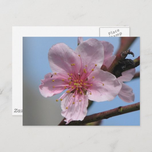 Nice Raspberry Bloom Briefkaart (Voorkant / Achterkant)