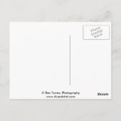 Nick Tease Briefkaart (Achterkant)