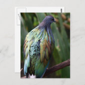 Nicobar Pigeon Bird Briefkaart (Voorkant / Achterkant)