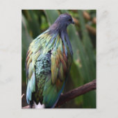 Nicobar Pigeon Bird Briefkaart (Voorkant)