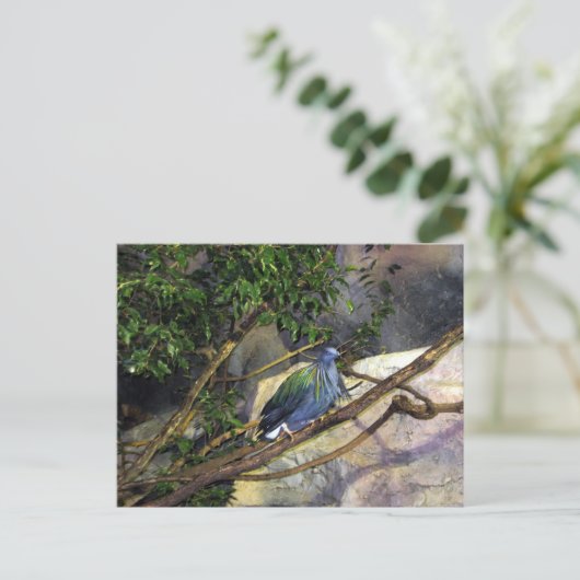 Nicobar Pigeon Briefkaart (Staand voorkant)