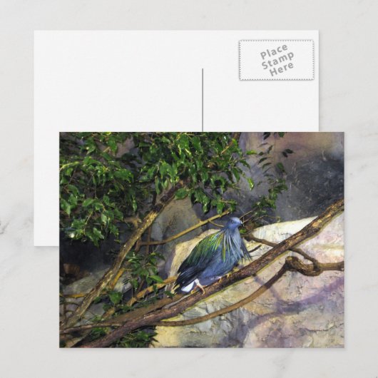 Nicobar Pigeon Briefkaart (Voorkant / Achterkant)