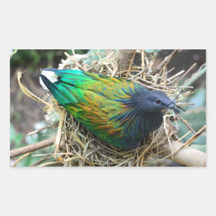 Nicobar Pigeon on Nest Rechthoekige Sticker