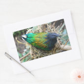 Nicobar Pigeon on Nest Rechthoekige Sticker (Envelop)
