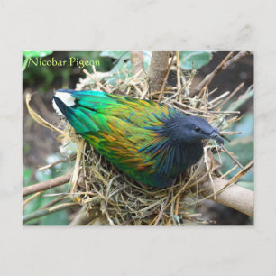 Nicobar Pigeon on Nest Wildlife Series # 21 Briefkaart