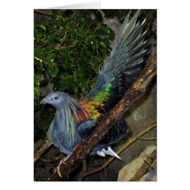 Nicobar Pigeon Wave (Voorkant)