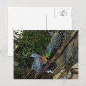 Nicobar Pigeon Wave Briefkaart (Voorkant / Achterkant)