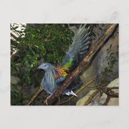 Nicobar Pigeon Wave Briefkaart (Voorkant)