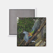 Nicobar Pigeon Wave Magneet (Voorkant / Achterkant)