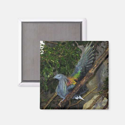 Nicobar Pigeon Wave Magneet (Voorkant / Achterkant)