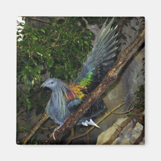 Nicobar Pigeon Wave Magneet (Voorkant)