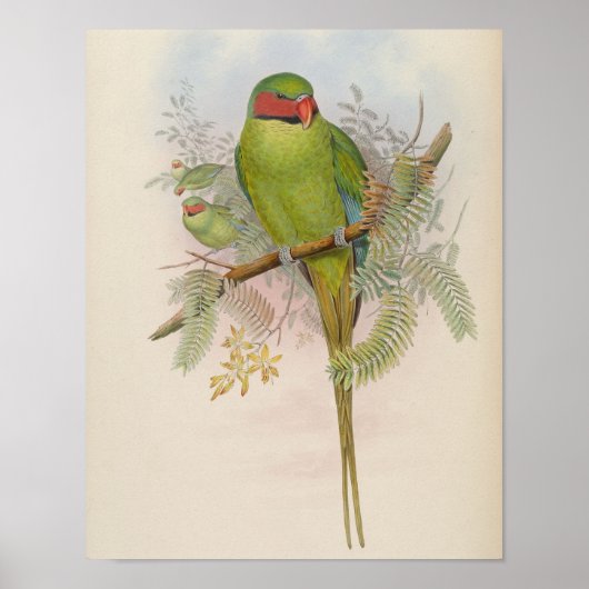 Nicobarparkiet door John Gould Print (Voorkant)