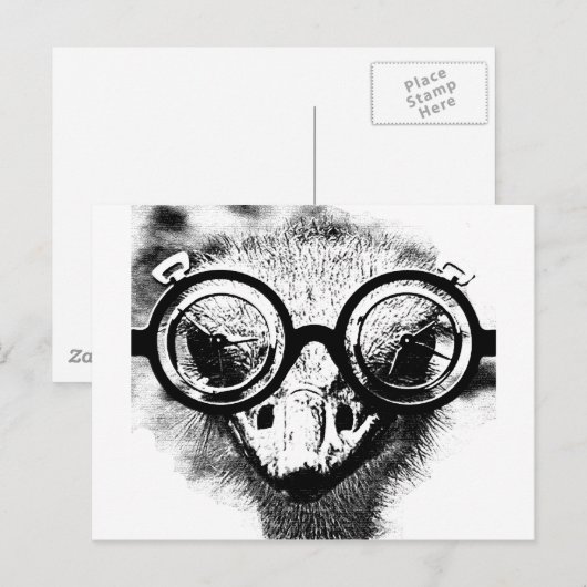 Nicolaus de struisvogel zwart-wit briefkaart (Voorkant / Achterkant)