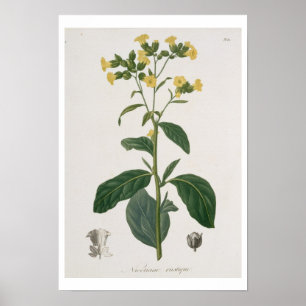 Nicotiana uit 'Phytographie Medicale' door Joseph Poster