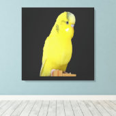 niedlicher gelber Wellensittich  Canvas Afdruk (Insitu (Houten vloer))