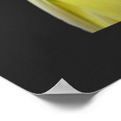 niedlicher gelber Wellensittich Poster (Hoek)