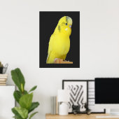 niedlicher gelber Wellensittich Poster (Thuiskantoor)