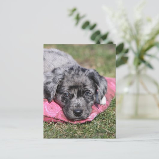 Niedlicher Mischlings-Welpe Briefkaart (Staand voorkant)
