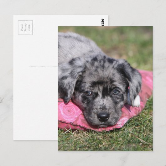 Niedlicher Mischlings-Welpe Briefkaart (Voorkant / Achterkant)