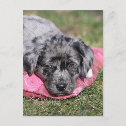 Niedlicher Mischlings-Welpe Briefkaart (Voorkant)