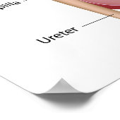 Nieranatomie, met een label. poster (Hoek)